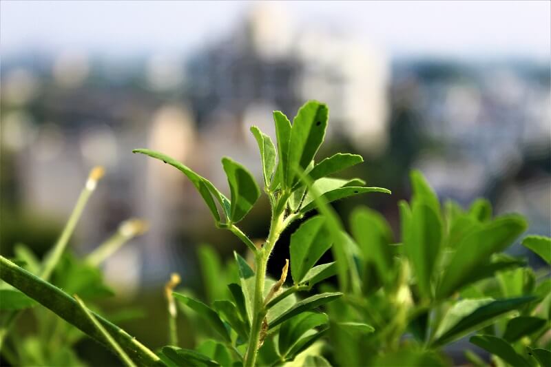 Bockshornklee – bei welchen Krankheiten hilft es?