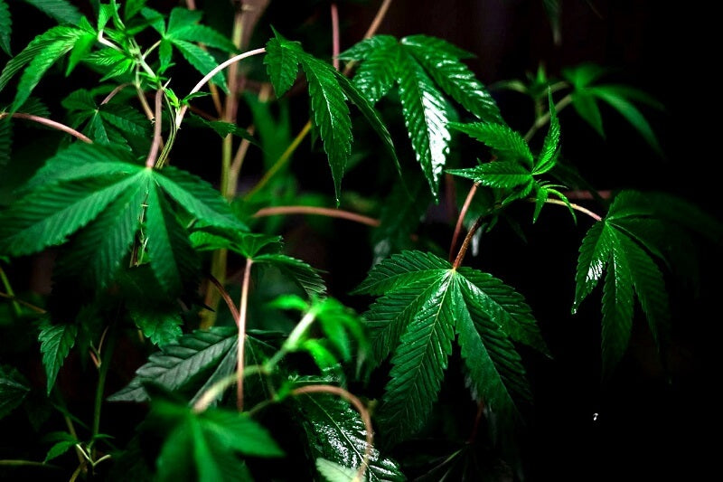 Ist Hanfprotein gesund? – Lernen Sie, wie man sie konsumiert und lernen Sie ihre Eigenschaften kennen