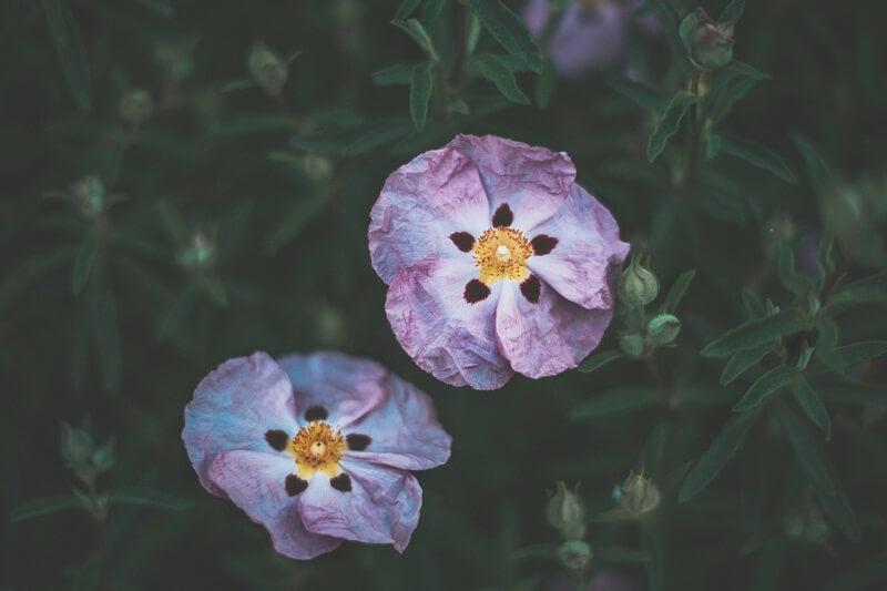 Cistus – ein wunderbares Kraut für alles?