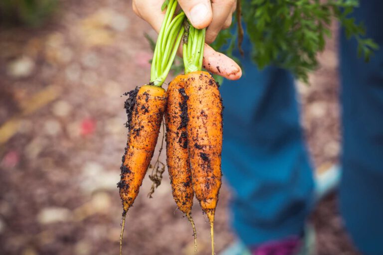 Wie sollte eine umweltfreundliche Ernährung aussehen?