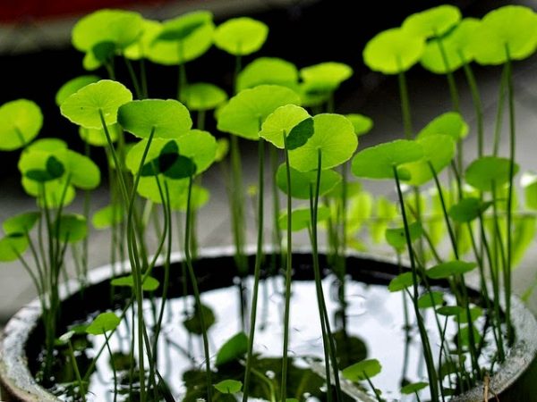 Wassernabel, auch bekannt als Gotu Kola. Was verbirgt sich in einer kleinen unscheinbaren Pflanze?