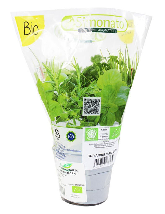 Frischer BIO-Koriander im Topf, grüne Blätter, ideal für Küchenkräuter, von BIO PLANET