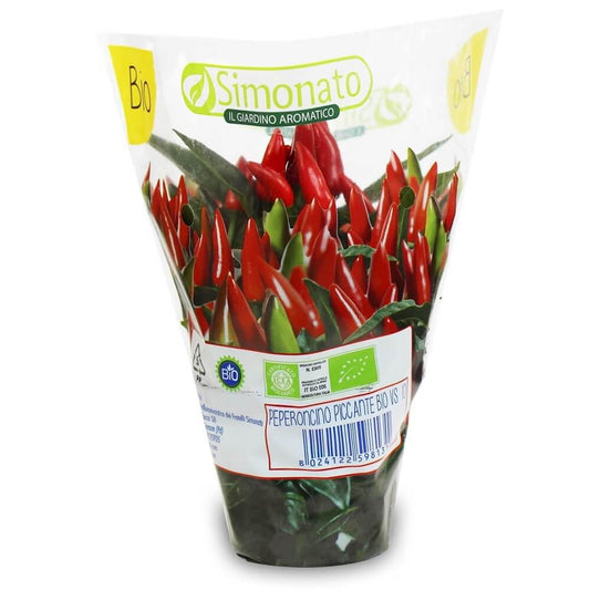 Frische grüne Chilischote im BIO-Topf von BIO PLANET, perfekt für die Küche, detailreiche Nahaufnahme, natürliche Textur sichtbar