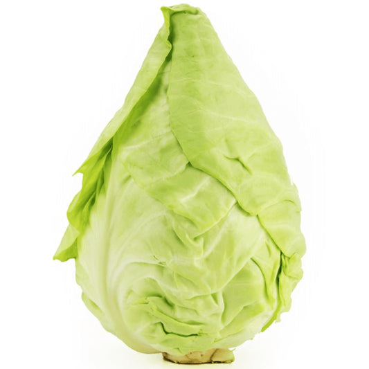 Frischer polnischer Bio-Spitzkohl von BIO PLANET, ca. 700 g, mit grünen, zarten Blättern und knuspriger Textur