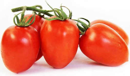 Frische Bio Piccadilly-Tomaten am Zweig in Großpackung, ca. 3 kg, von BIO PLANET, auf einem Teller liegend