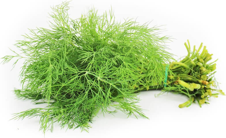 Frischer Dill (Bündel) BIO (polnisch) (ca. 50 g) Hoofdafbeelding