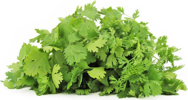 Frischer Koriander BIO (polnisch) (ca. 50 g) Hover Image