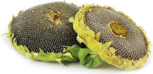 Biologische Sonnenblumenkerne von BIO PLANET, frisch und ungeschält, ca. 0,50 kg, ideal für Snacks und Backrezepte.