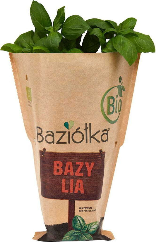 Frischer Bio-Topfbasilikum von BIO PLANET in 6 Topfpackungen, grüne Blätter, ideal für Kochen und Kräuterküche.
