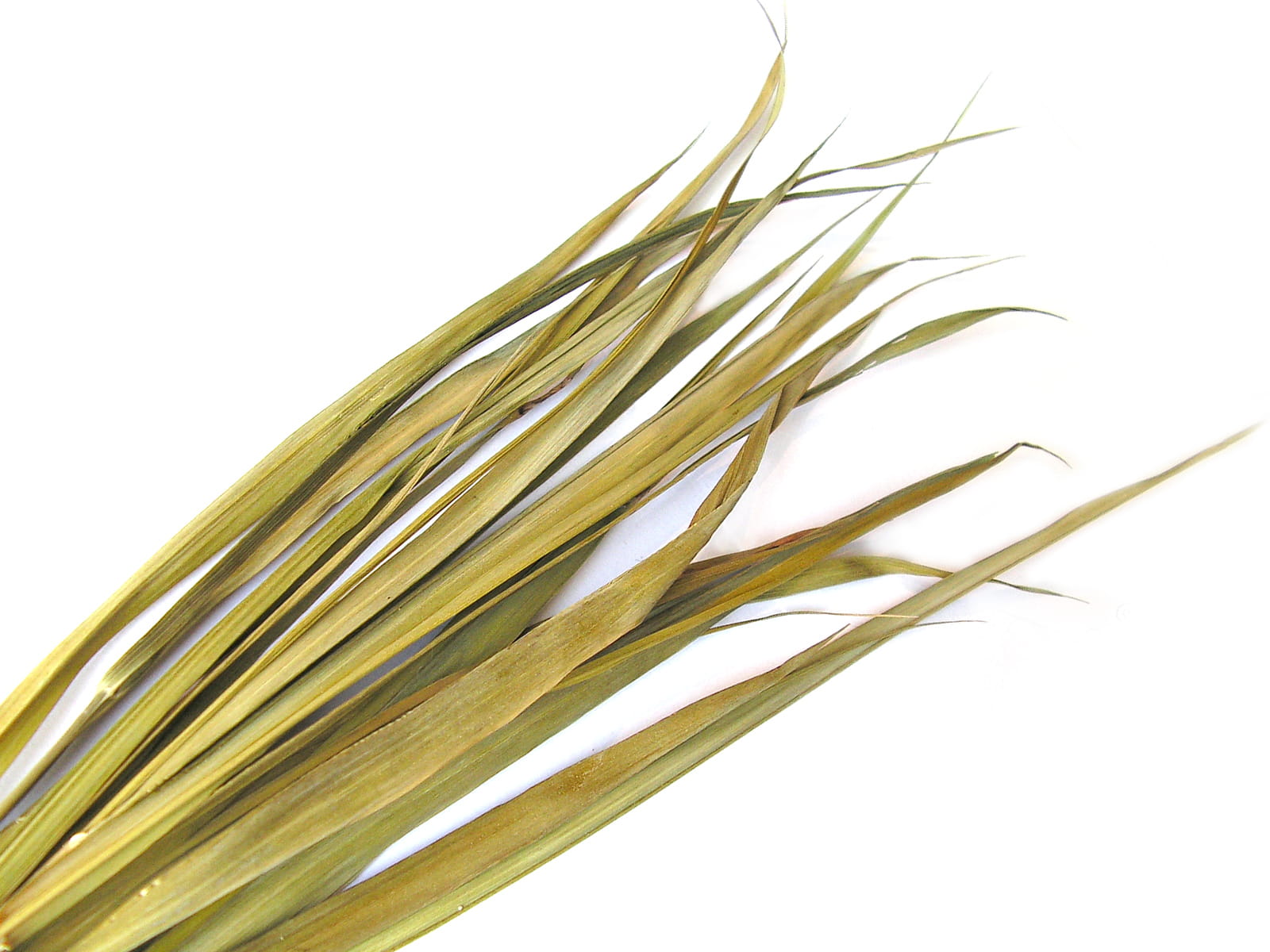 Żubrówka BIO (Gras) GESCHENKE DER NATUR Hlavný obrázok produktu